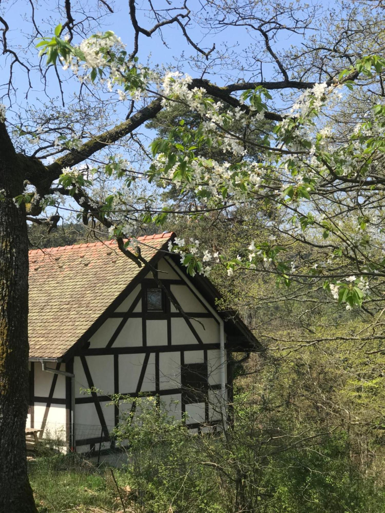 Logis Du Haut-Koenigsbourg Thannenkirch Kamer foto